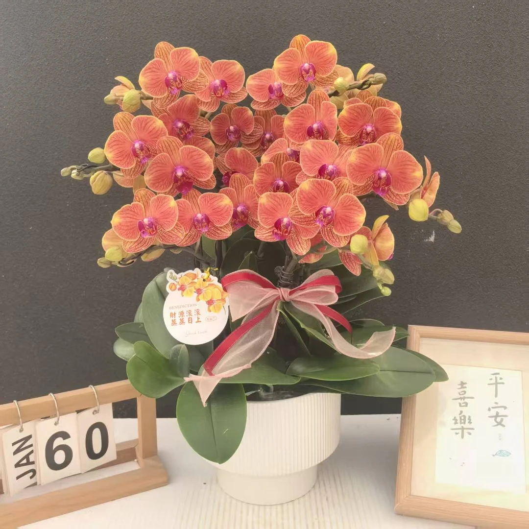 简香《金吉利》鲜花高端蝴蝶兰艺术组盆鲜花摆设送礼高端花卉