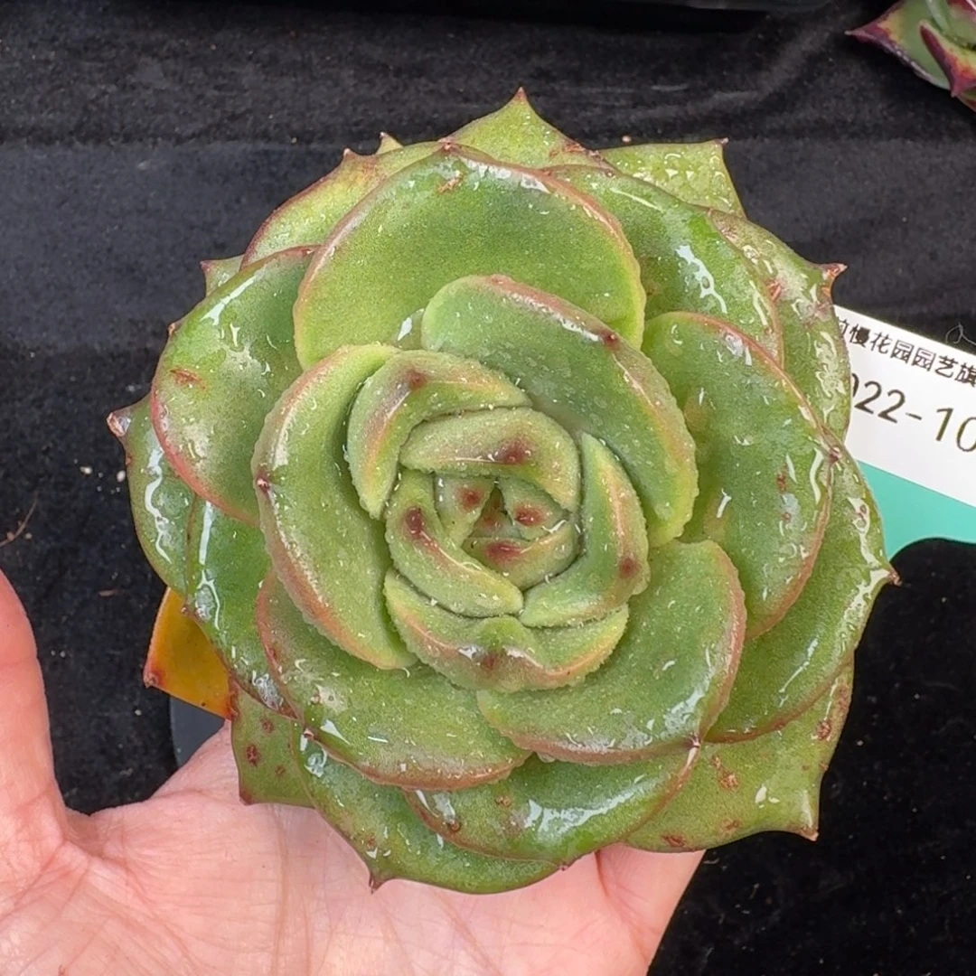 从前慢多肉精选编号1022.103