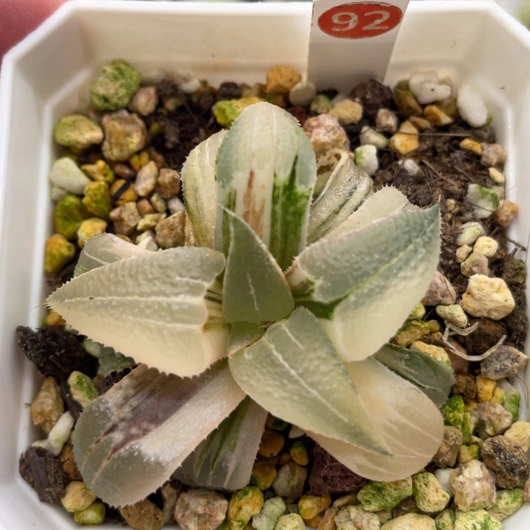 小蔡的菜园92芭提雅玉颜锦 脱土发货