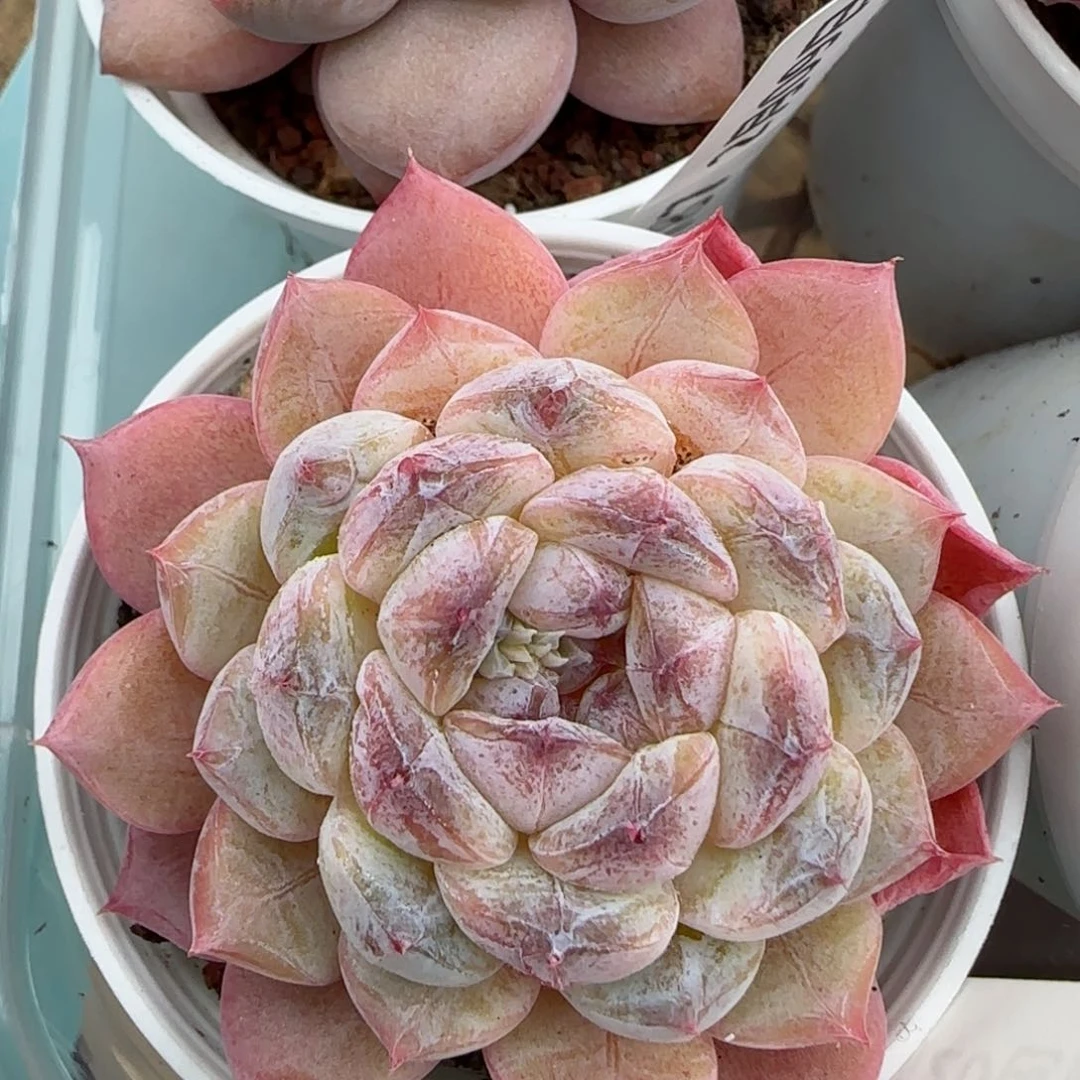 花语逸境0209-189