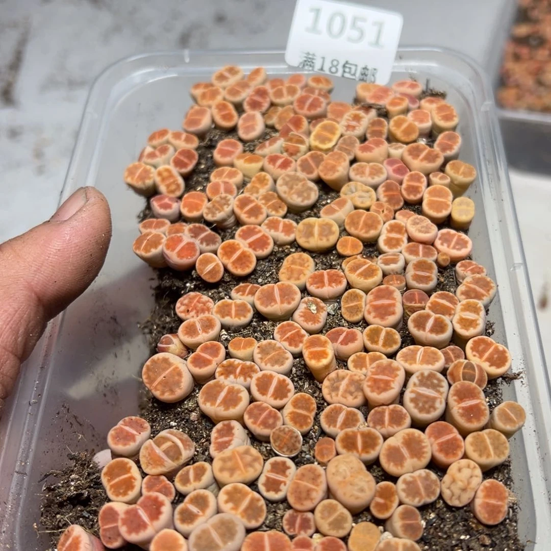 【闪购商品】1051.