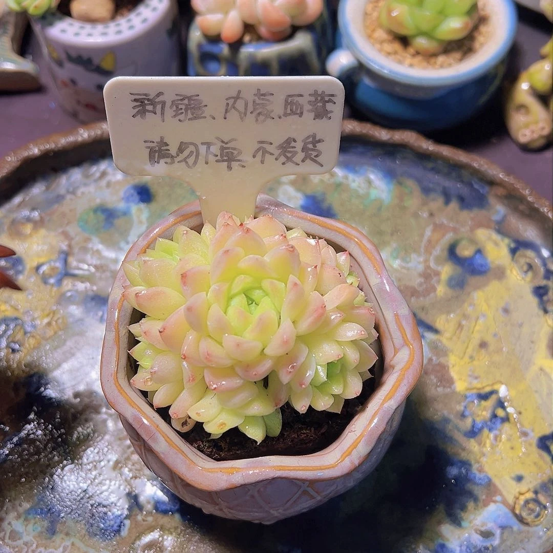新品，多肉植物，……