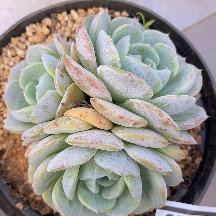 劳林28128多肉植物