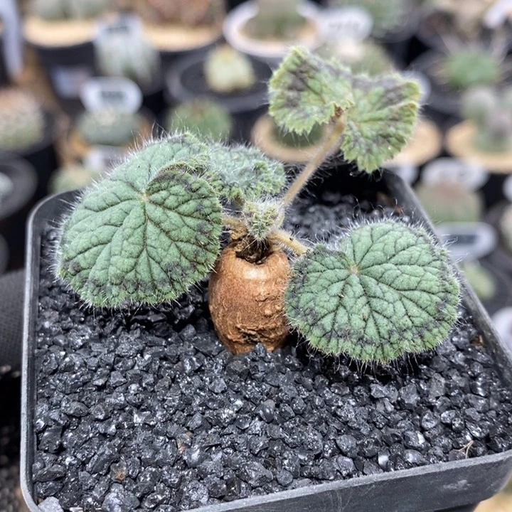实生圆叶洋葵39号1.3cm