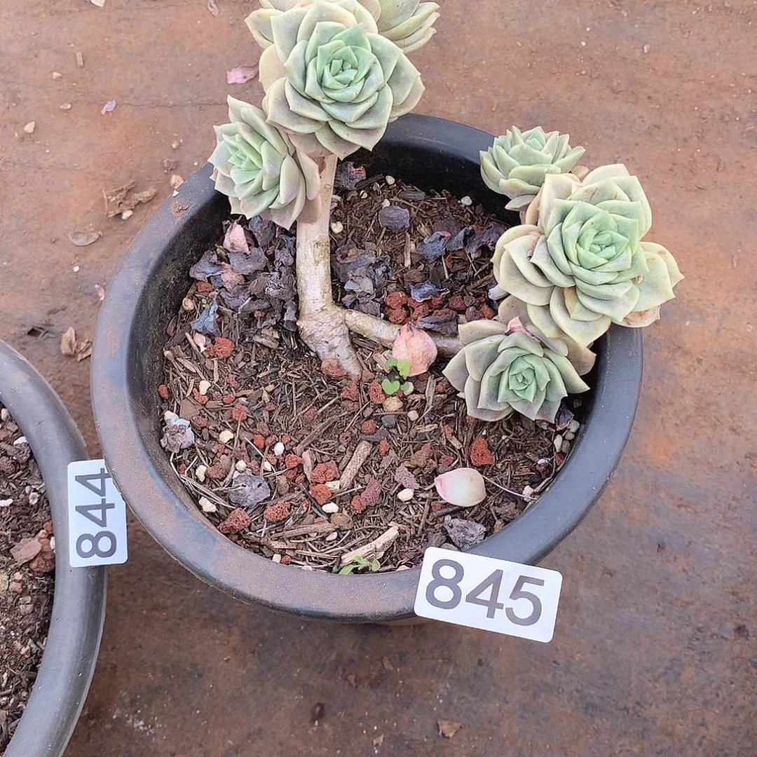 845可爱玫瑰 一物一拍多肉