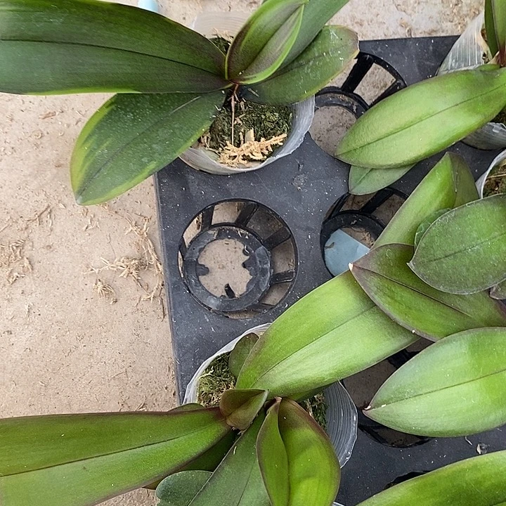 当前无花栽培后可以开花锦花中伦黄花