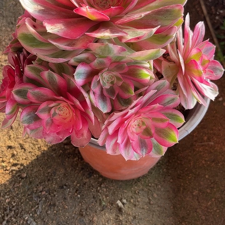 多肉植物倾城锦…………