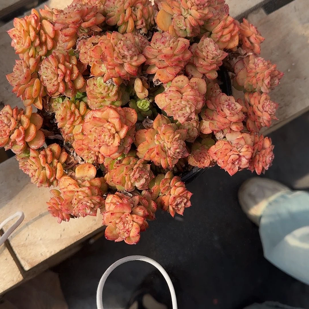 黄金蜡牡丹多肉植物 00000