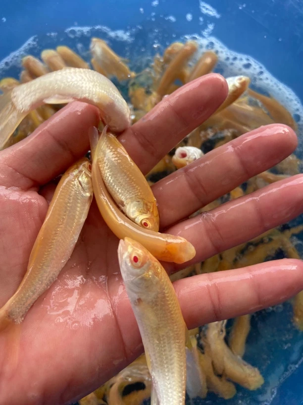 红眼金草鱼赤目金丝鲩淡水观赏鱼苗好养易活包邮泥鳅观赏鱼