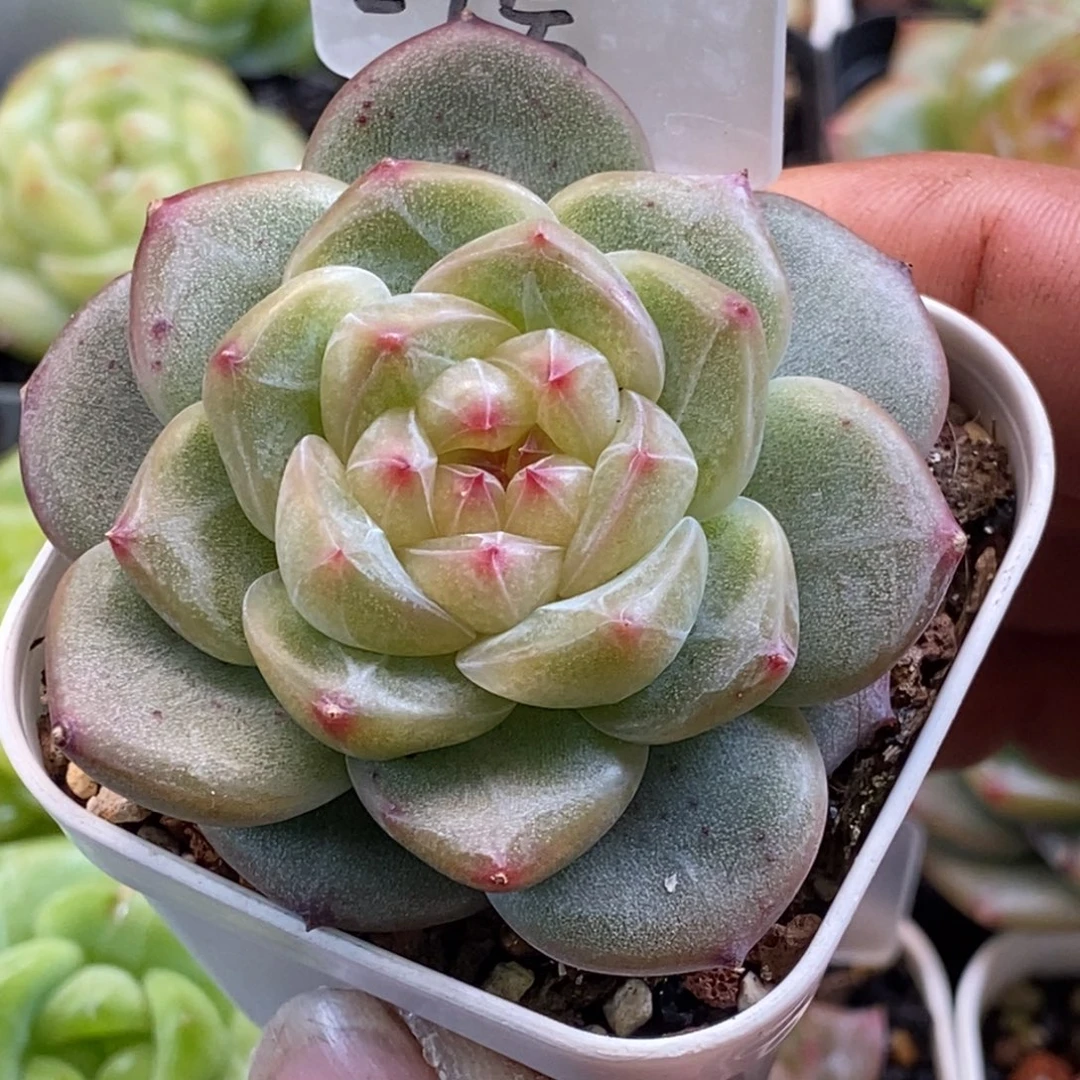 天官赐福百无禁忌