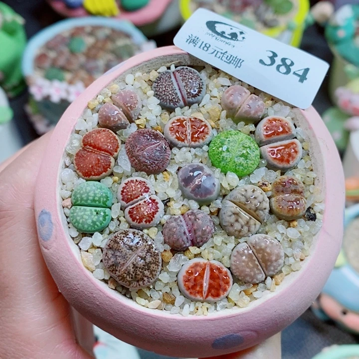 生石花花花花花花花384