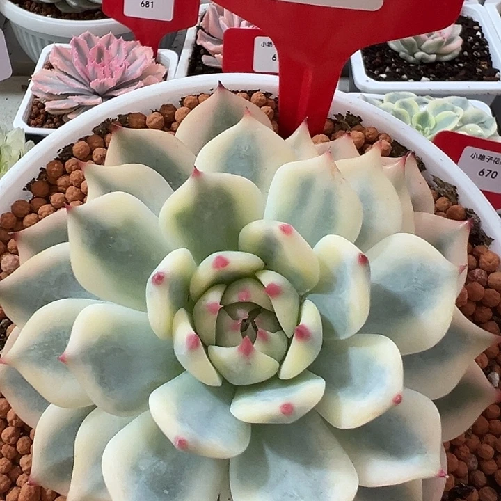 688号吉娃娃锦多肉