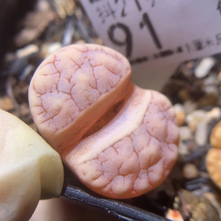 精品生石花219.91