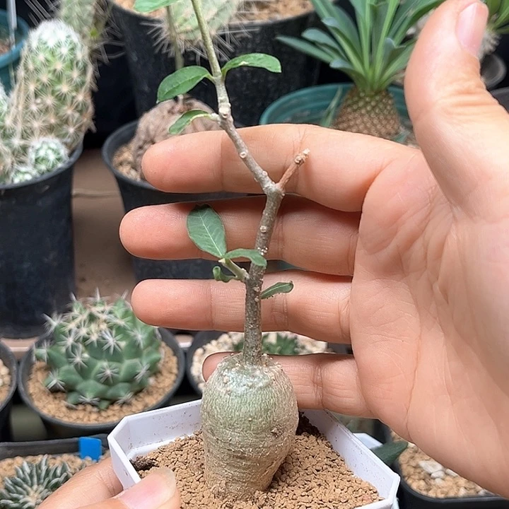 无花朵火星人实生球一颗
