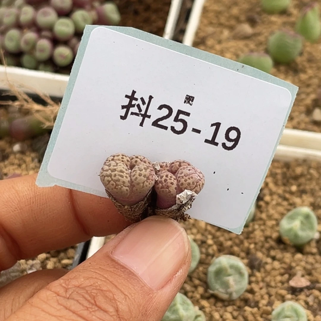 ****25-19肉锥多肉植物