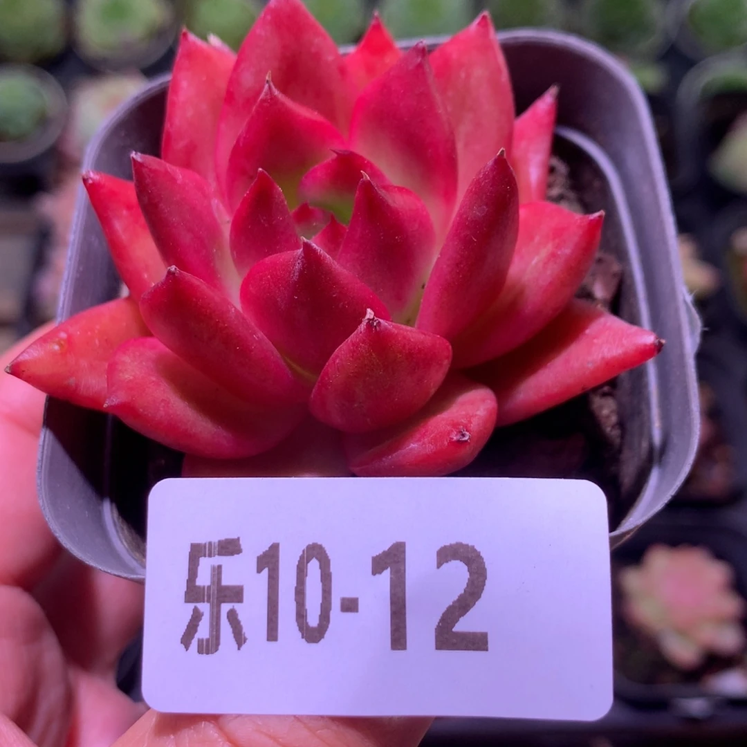 乐然10-12 布鲁斯