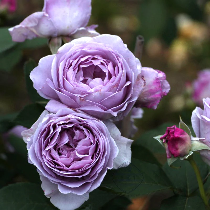 蓝色风暴月季花苗开花大玫瑰花室内阳台盆栽四季好养花卉绿植树苗