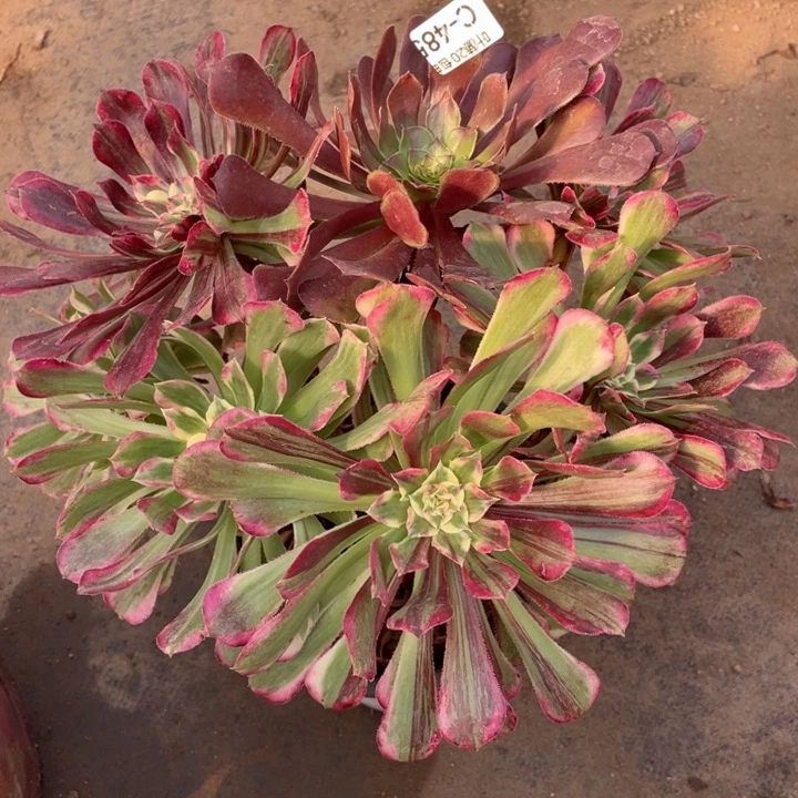 485铜花顺多肉123456789