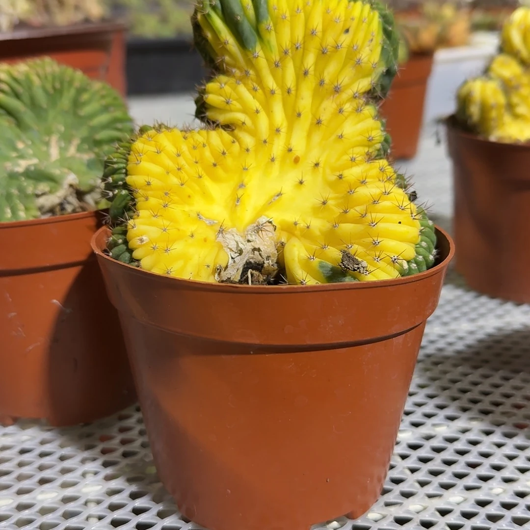 多稳柱缀化多肉植物