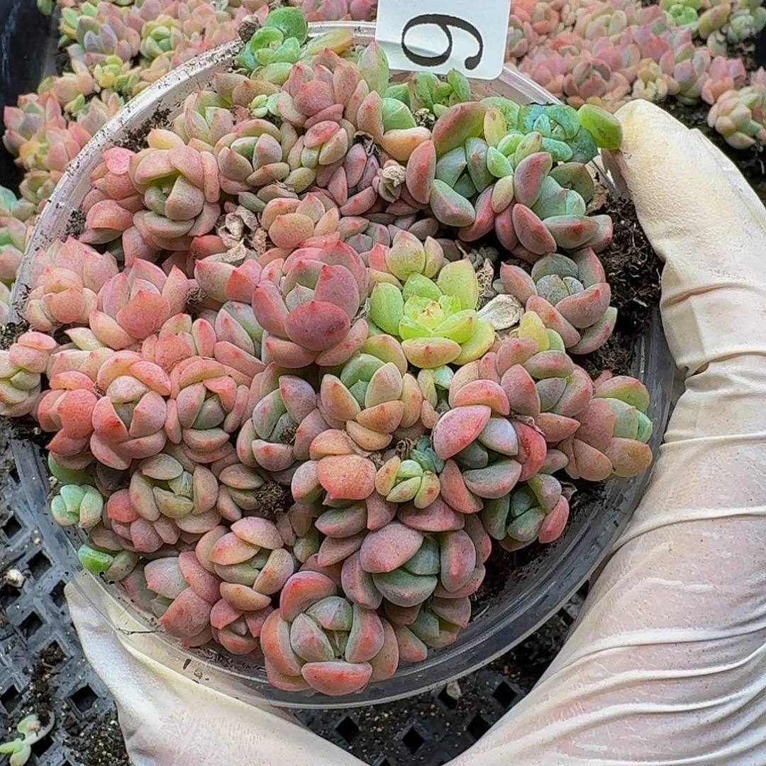 多肉植物多肉植物955