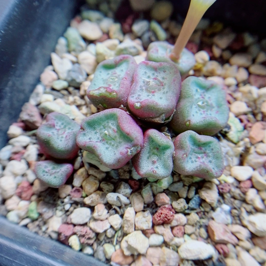 生石花花花花花花花415