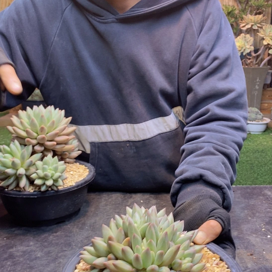 悟C164号红蜻蜓群生