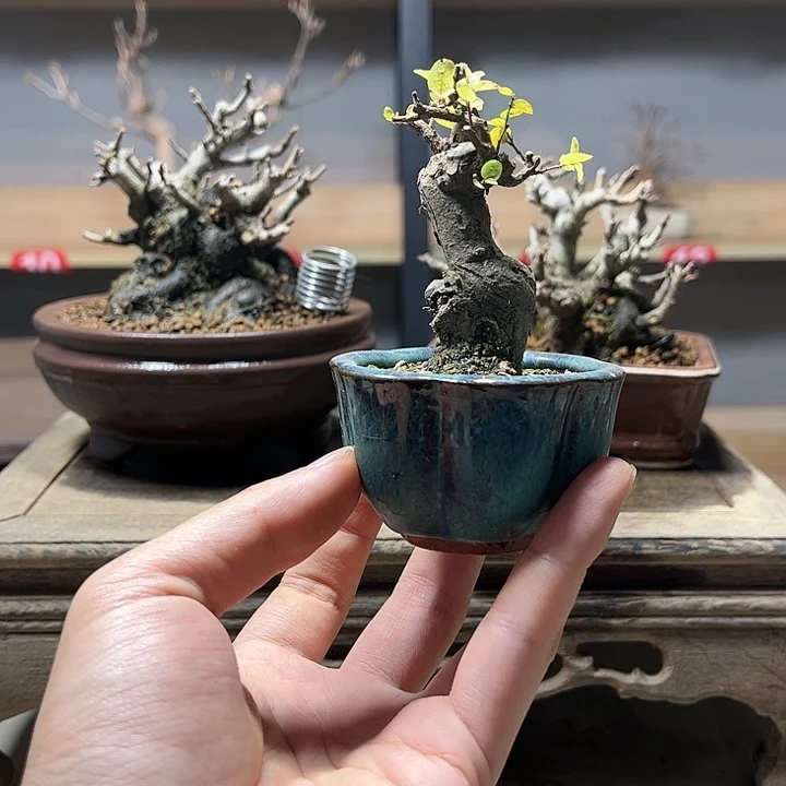 太***阳无花朵雀梅盆景老庄盆景