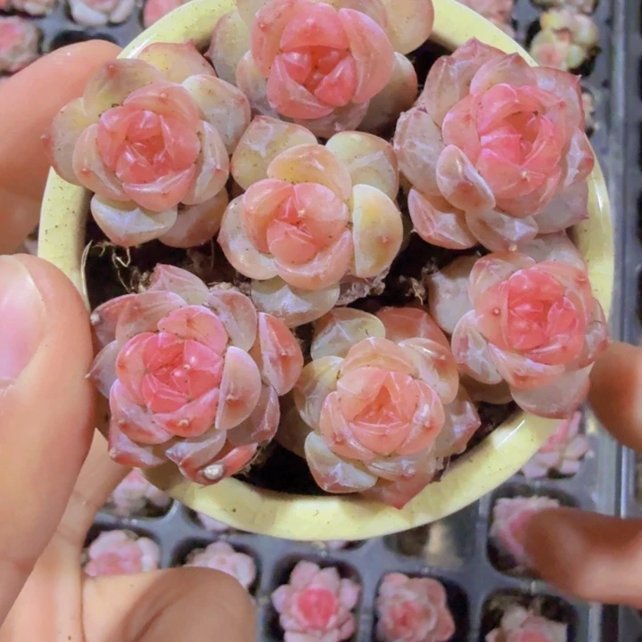 风花雪月三颗一组