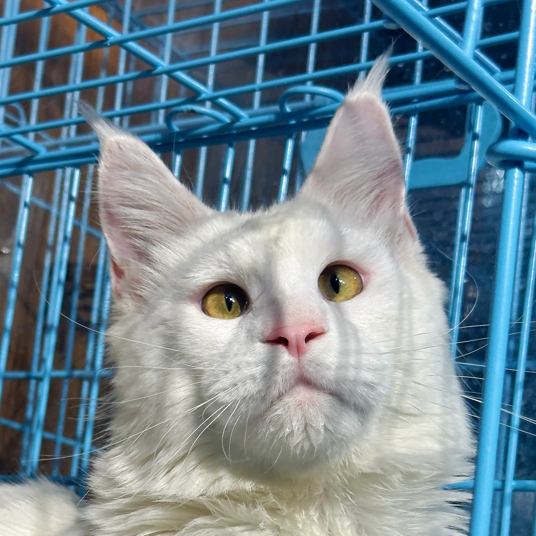 来了姊妹-纯白缅因猫-弟弟-23