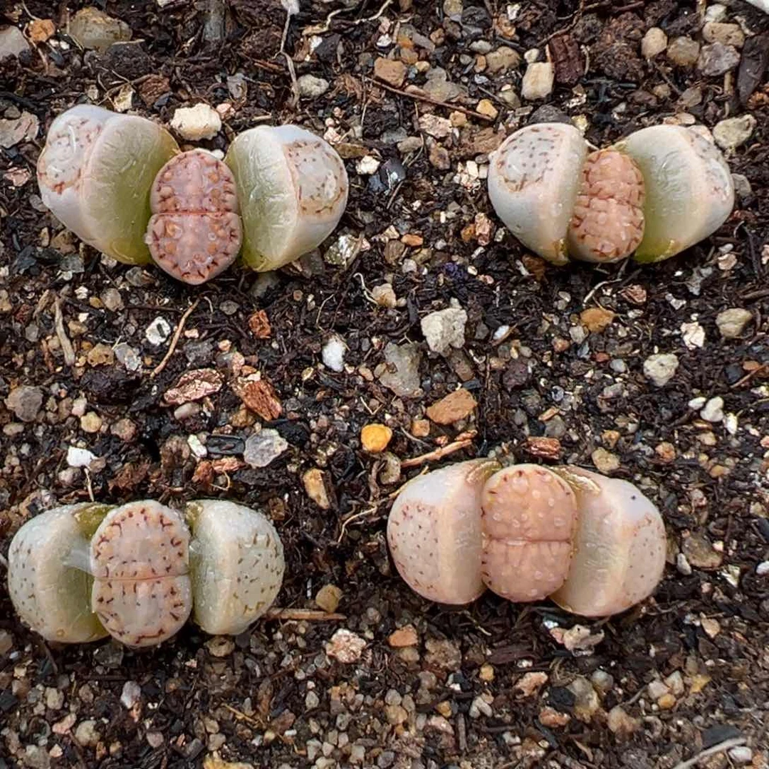 2.13好看的多肉312