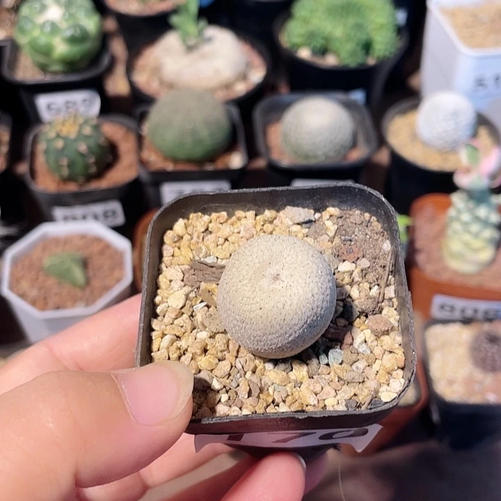 170小人帽仙人球植物