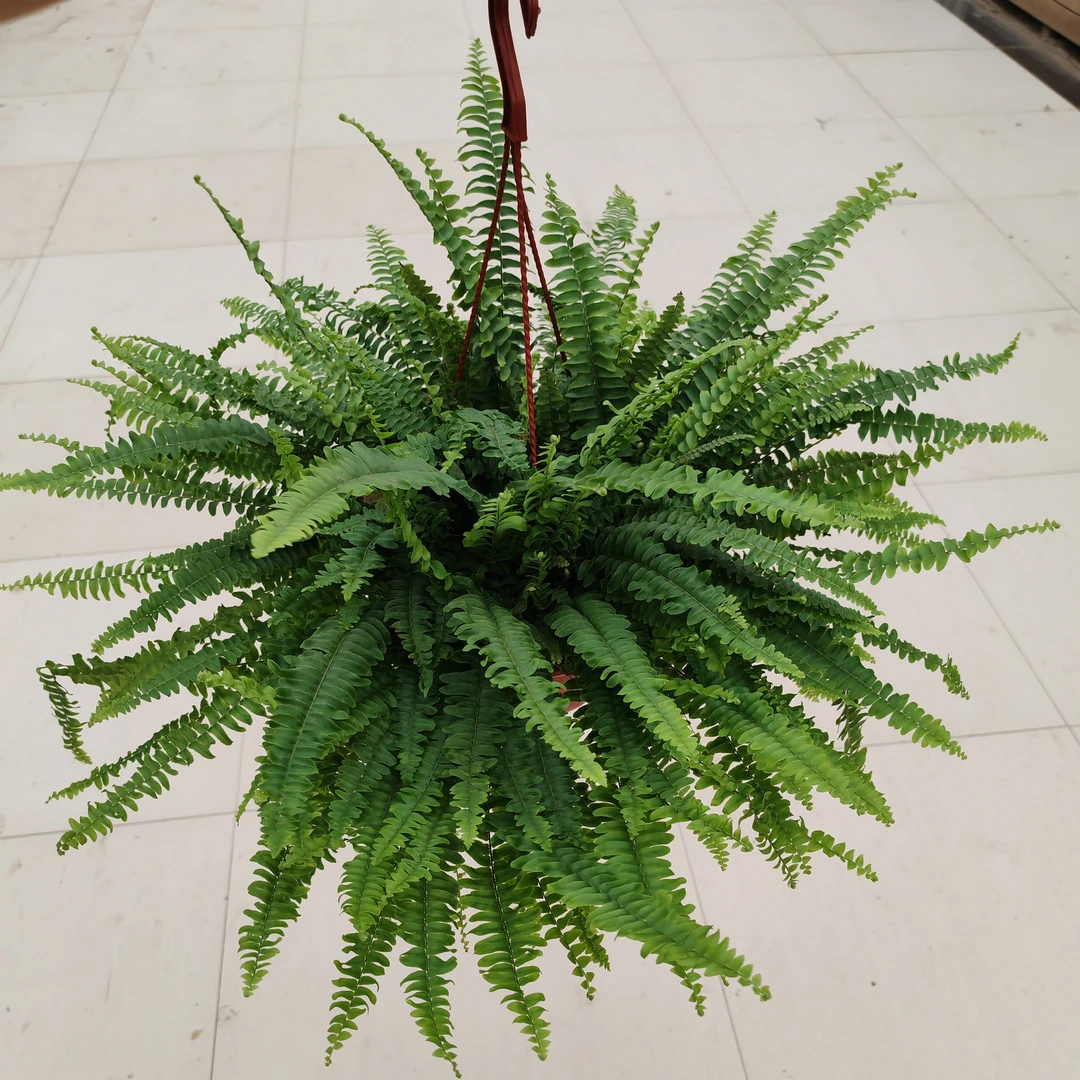 波斯顿蕨马来蕨盆栽净化空气易养护