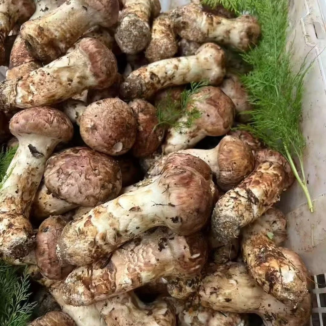 云南新鲜松茸5-9公分1000g顺丰冷链包邮
