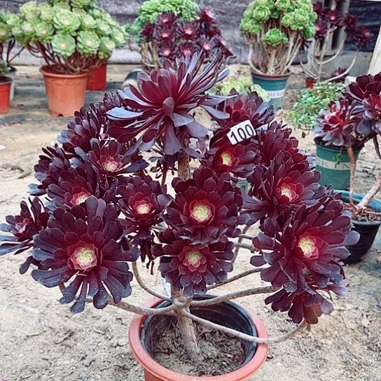 100黑桐老桩法师