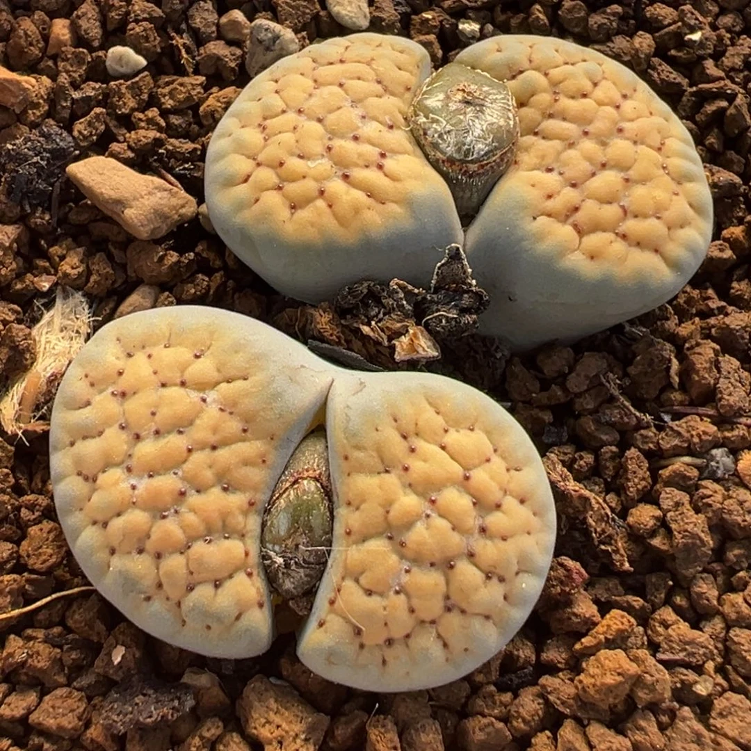 德州玫瑰多肉植物盆栽种植