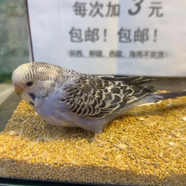 虎皮鹦鹉大头虎皮鹦鹉