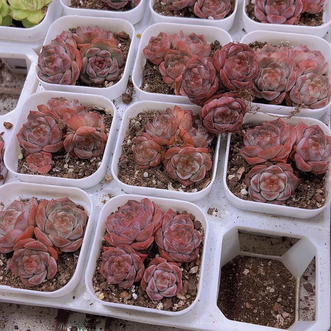 精控葡萄珍妮群生19包邮