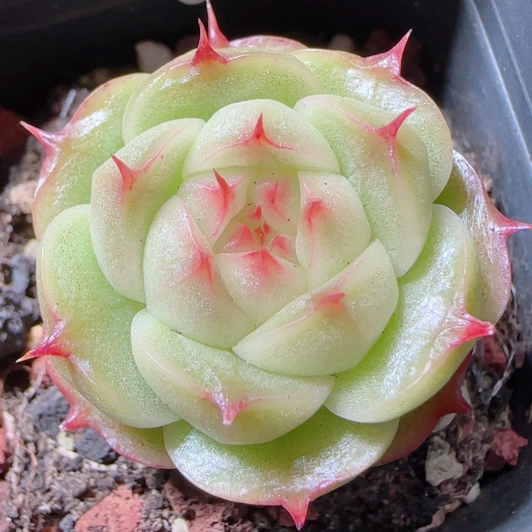 花语多肉1217-400海王