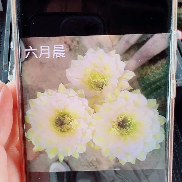 毛花柱六月晨侧芽拍一发二