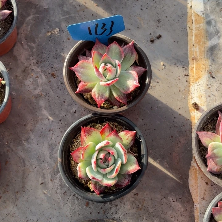 1133惊鸿红红火火QQ