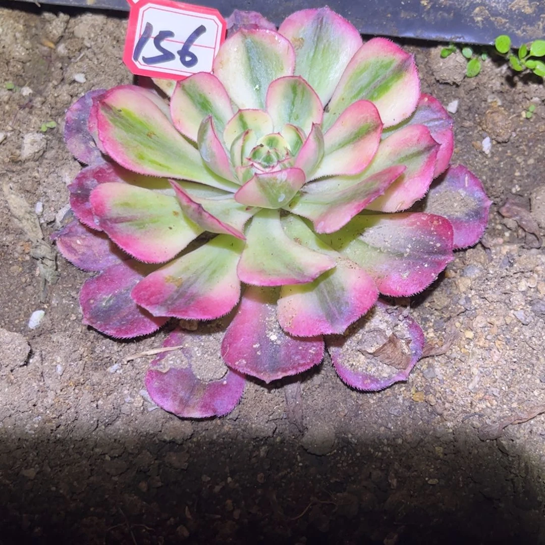 156多肉植物赤焰莲锦带侧芽