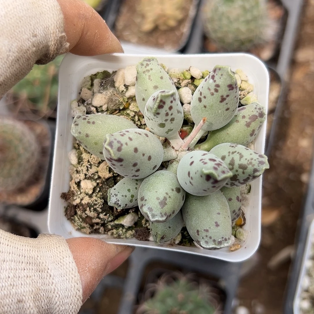 富特呃呃呃呃呃呃呃呃啊