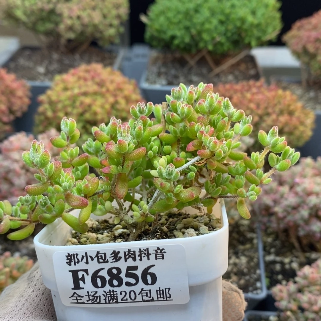 岁**年红宝石6856枝干番杏