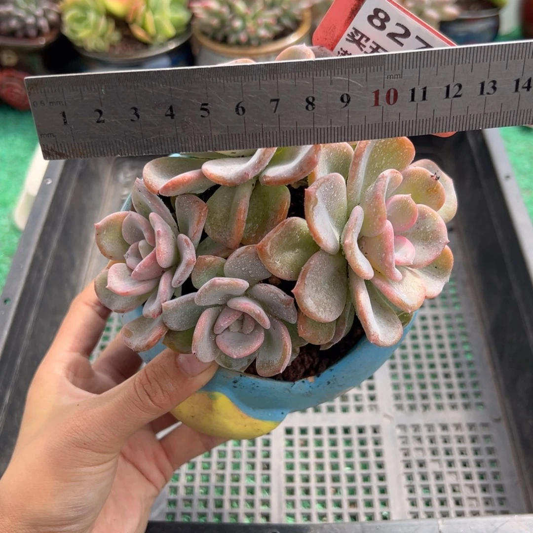 表妹精品多肉植物827.