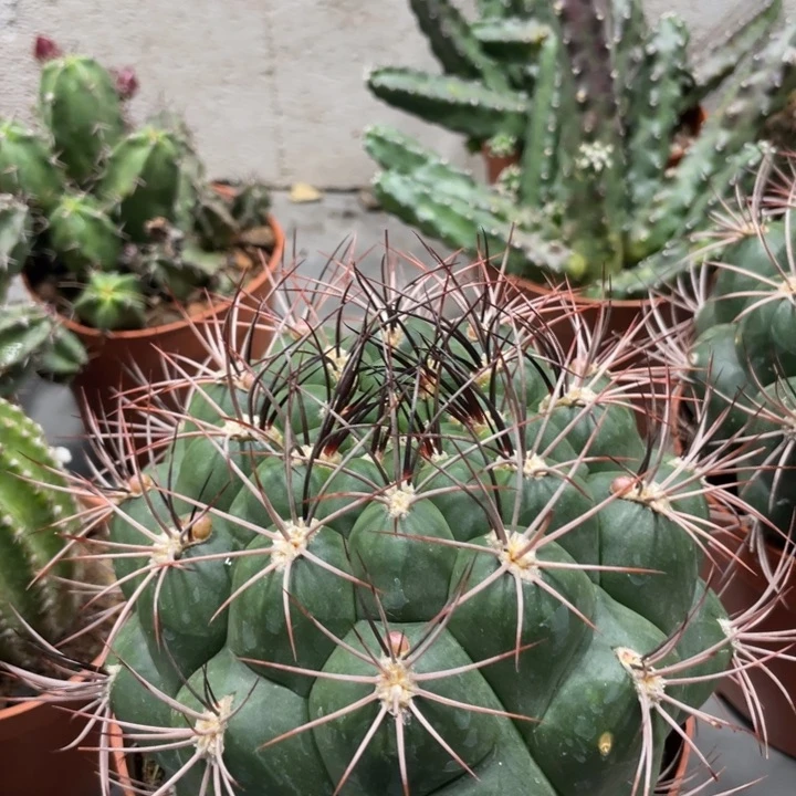 小****侠新天地一物一拍带花苞