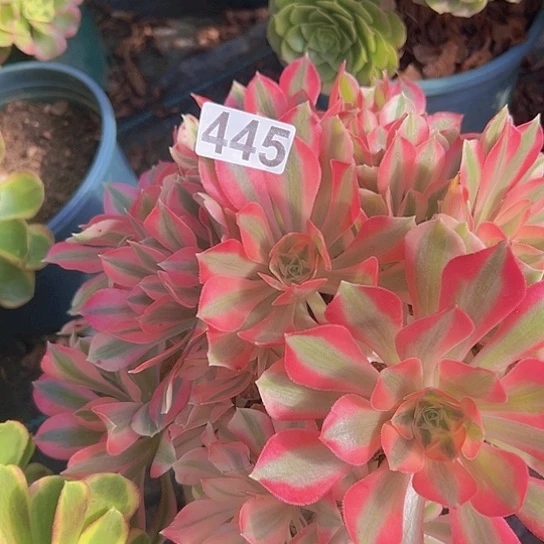 皮***皮多肉植物一个女巫