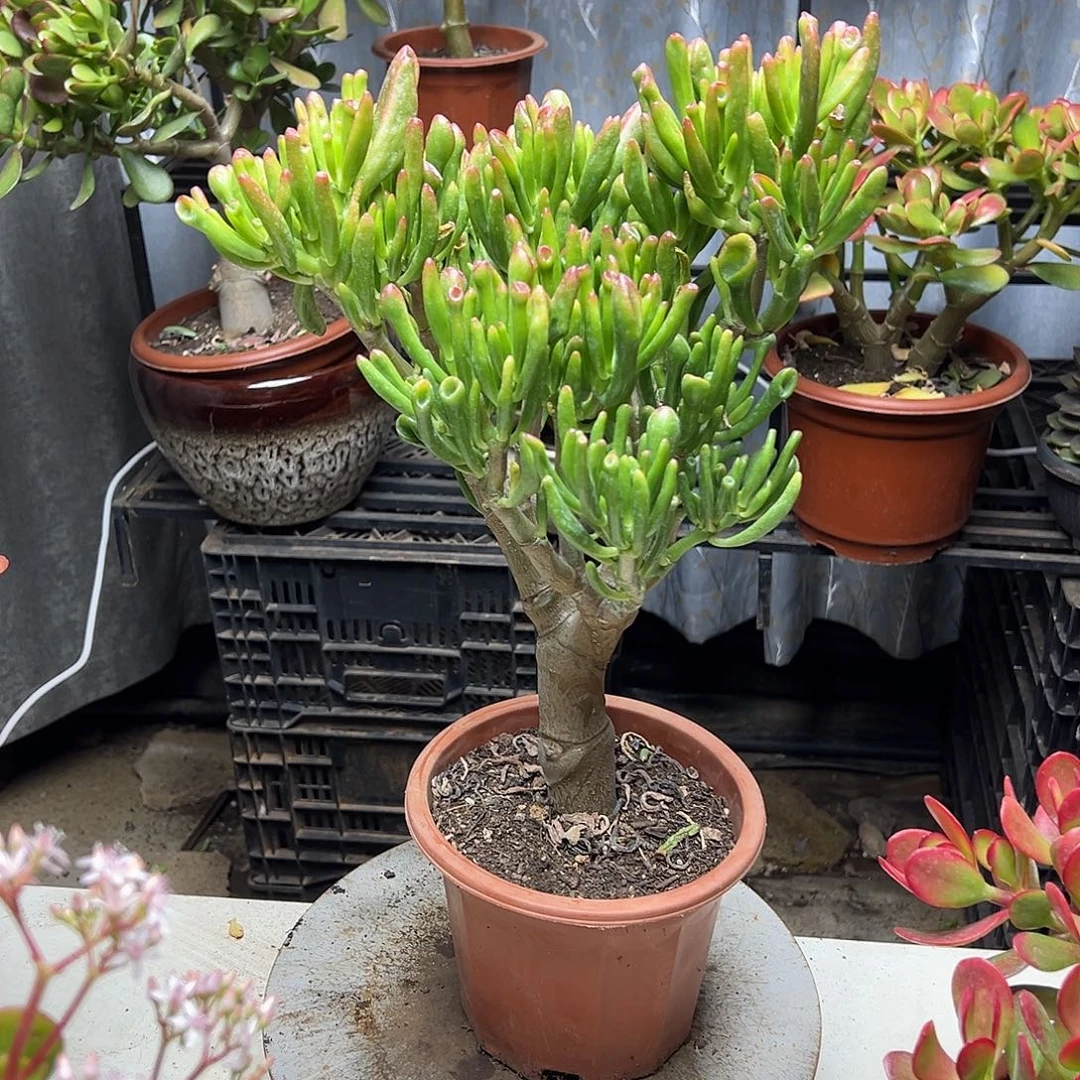 4年吸财树带土球发货