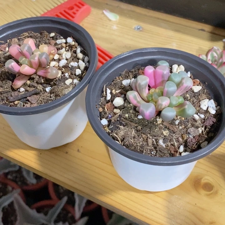 柴****修50玲玉锦多肉锦