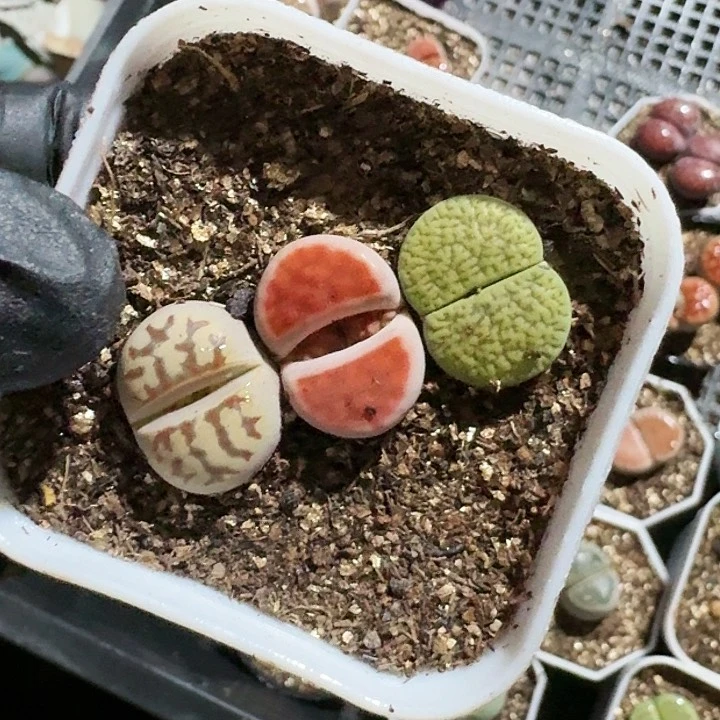 生石花1111。    591