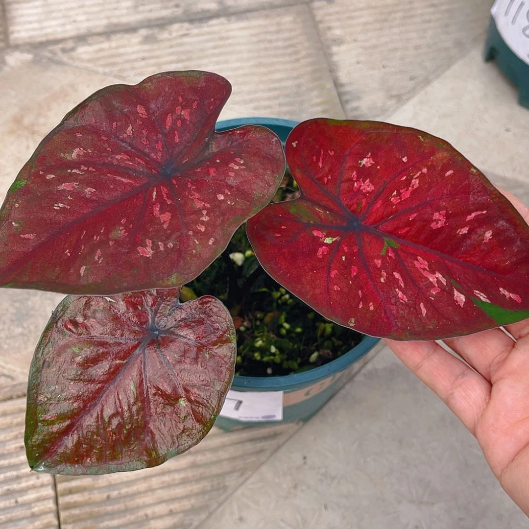 完全开放泰彩一物一拍917